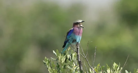 Lilac-breasted Roller perched on top of a tree in Kenya Vídeos de archivo 137556315