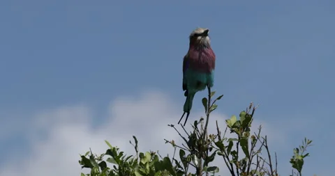 Lilac-breasted Roller perched on top of a tree in Kenya's Maasai Mara in East Af Stock Footage 137556885