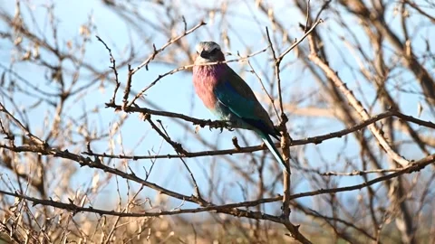 Lilac-breasted roller perched on a tree branch, surveying the jungle Stock Footage 223297181