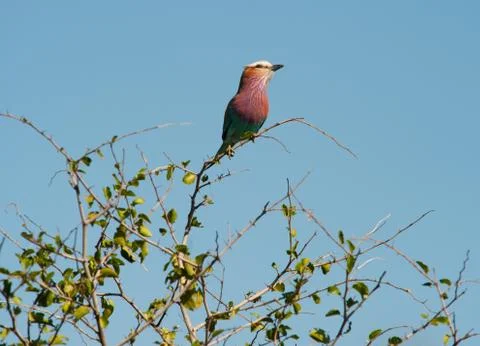 Lilac-breasted roller Stock Photos