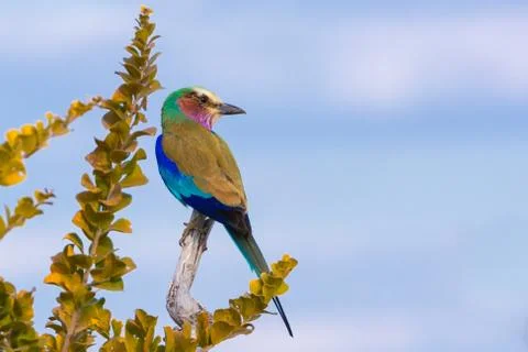 Lilac-breasted Roller Photos
