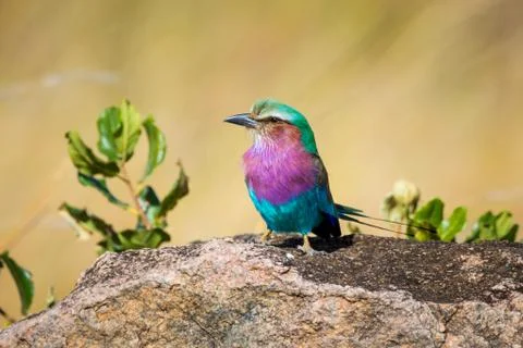 Lilac breasted roller Stock Photos