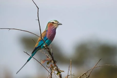 Lilac-breasted roller Stock Photos