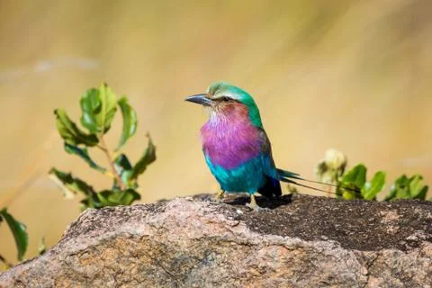 Lilac Breasted Roller Stock Photos