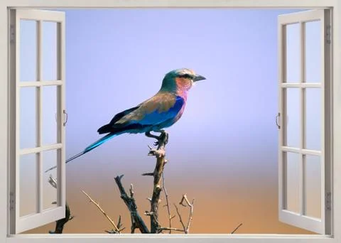 Lilac breasted roller Stock Photos