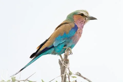 Lilac breasted roller Stock Photos