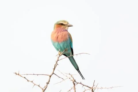 Lilac Breasted Roller. Stock Photos