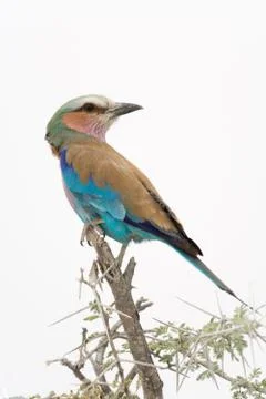 Lilac breasted roller Stock Photos
