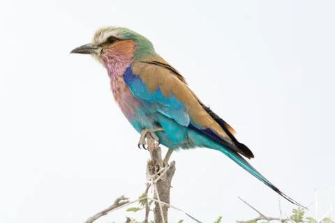 Lilac breasted roller Stock Photos
