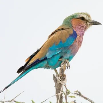 Lilac Breasted Roller Stock Photos