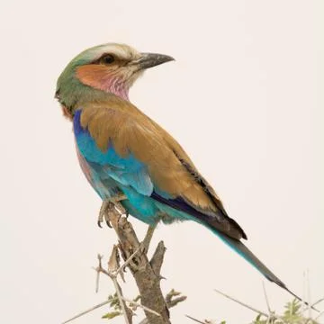 Lilac Breasted Roller Stock Photos