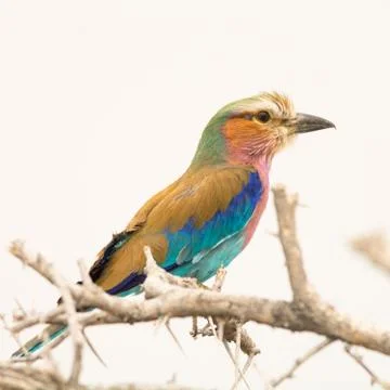 Lilac Breasted Roller Stock Photos