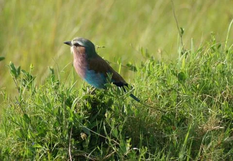 Lilac-breasted roller Stock Photos