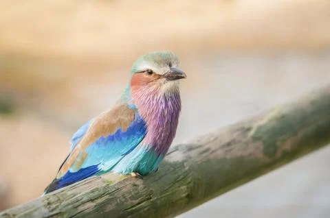 Lilac-breasted Roller Stock Photos