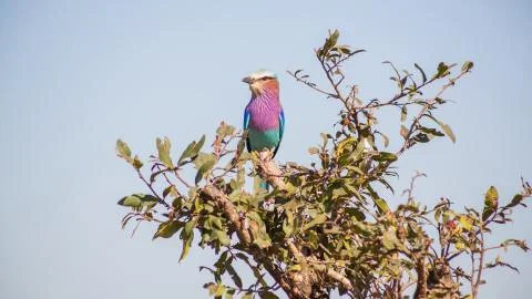 Lilac Breasted Roller Foto stock