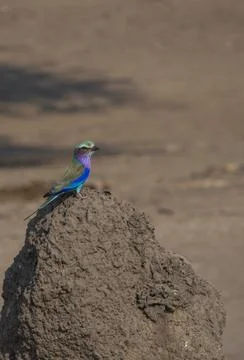 Lilac Breasted Roller Stock Photos