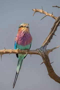 Lilac Breasted roller Stock Photos