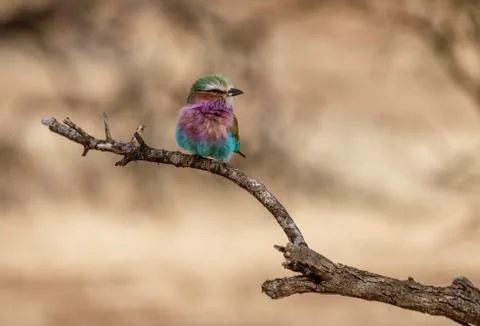 Lilac Breasted Roller sits on a tree branch Stock-Fotos