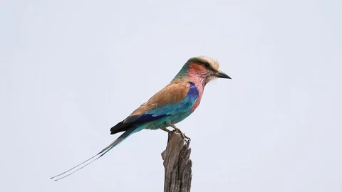Lilac Breasted Roller sitting on a branch in Botswana Stock Footage 113963559