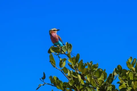 Lilac-breasted roller sitting in tree on branch. national bird of botswana an Stock Photos