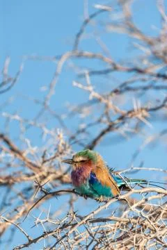 Lilac Breasted Roller sitting on a tree branch Stock Photos