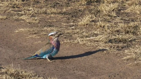 A lilac-breasted roller swallowing a lizard in masai mara Stock Footage 69743493