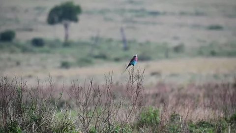 Lilac-breasted roller on a thin stem in Maasai Mara Stock Footage 317494479