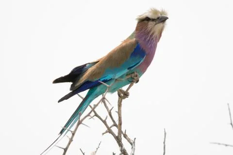 Lilac breasted Roller on top of a tree Stock Photos