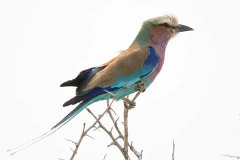 Lilac breasted Roller on top of a tree Stock Photos