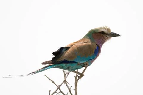 Lilac breasted Roller on top of a tree Stock Photos