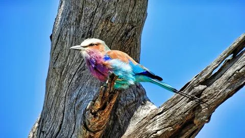 Lilac-breasted roller on a tree Stock Photos