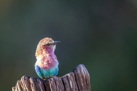 Lilac-breasted roller on a tree trunk. Stock Photos