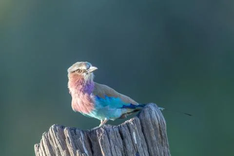 Lilac-breasted roller on a tree trunk. Foto stock