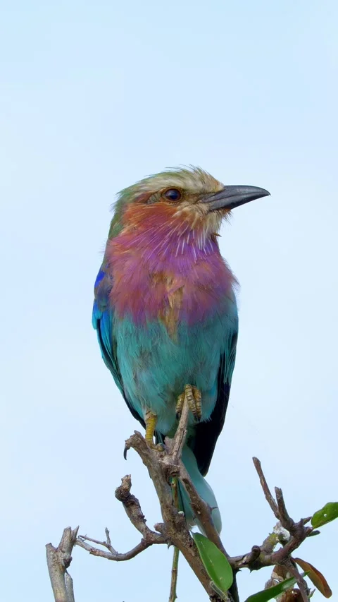 Lilac-breasted roller, vertical Stockbeeldmateriaal 318092794