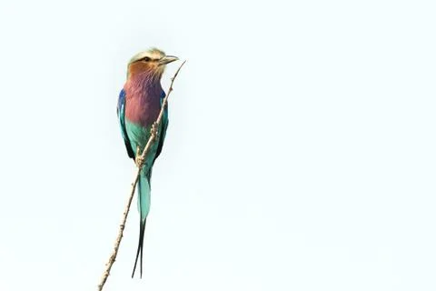 Lilac-breasted roller on white background Stock Photos