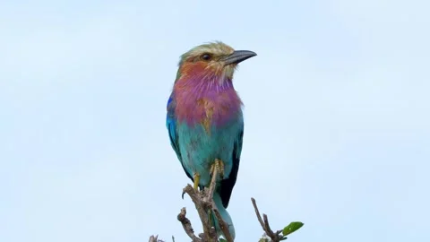 Lilac-breasted rollers on a twig Stockbeeldmateriaal 318088962