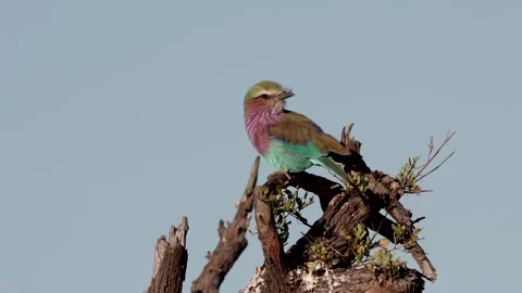 Lilac breated roller Stock Footage 297606487