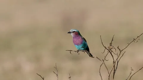 Lilac-brested Roller sitting on a branch, Masai Mara Stock Footage 320722061