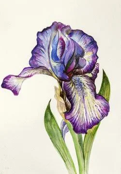 Lilac bright iris Stock Illustration