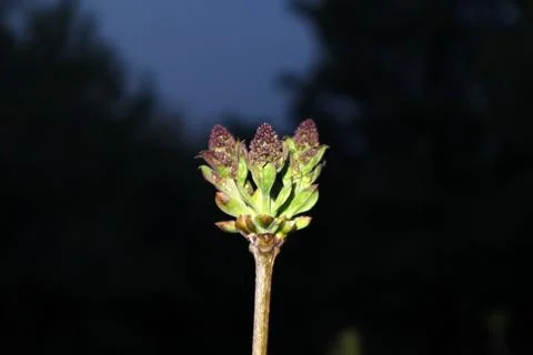 Lilac buds blooming in the spring, at night Stock Photos