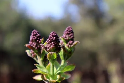 Lilac buds blooming in the spring Stock Photos