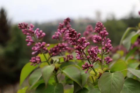 Lilac buds blooming in the spring Stock Photos