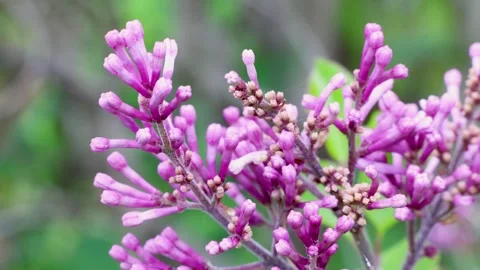Lilac buds in close view on spring branch Stock Footage 335488243