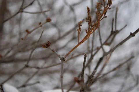 Lilac buds in early spring Stock Photos