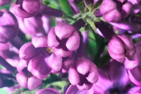 Lilac buds Stock Photos