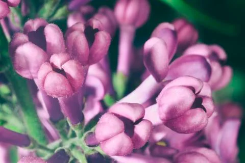 Lilac buds Stock Photos