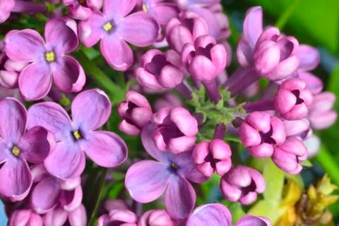 Lilac buds Foto stock