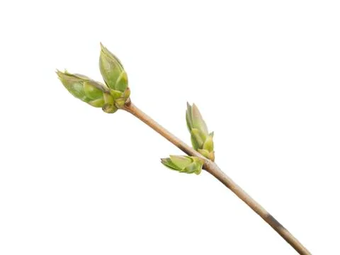 Lilac with buds Stock Photos