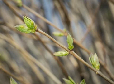 Lilac with buds Stock Photos