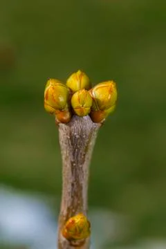 Lilac buds Stock Photos